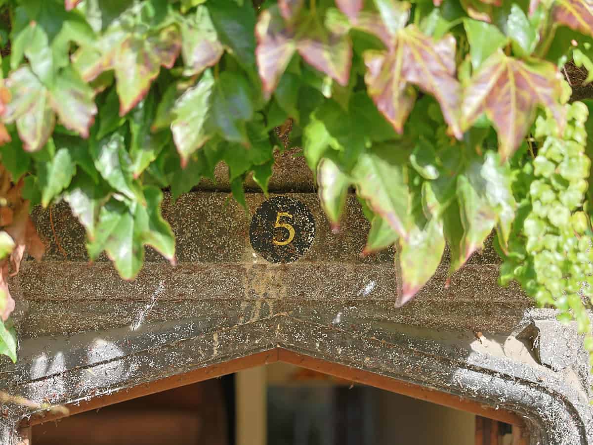 Ivy partially obscures a weathered stone entrance arch, with a black-and-gold number 5 plaque above the doorway.